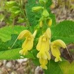 Salvia glutinosa Blüte