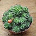 Rebutia minuscula List
