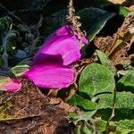 Digitalis thapsi Kwiat