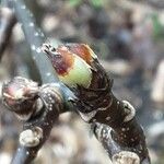 Pyrus calleryana Floare