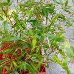 Pseudosasa japonica 葉