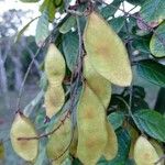 Lonchocarpus rugosus Frukt