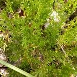 Selaginella conduplicata 葉