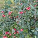 Cotoneaster dielsianus ഇല