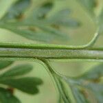 Asplenium hypomelas Blad