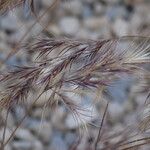 Bromus rubens ফুল