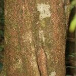 Licania densiflora چھال