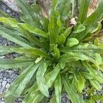 Echium italicum Frunză