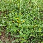 Zornia latifolia Flor