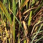 Achnatherum calamagrostis Blatt