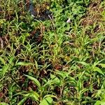 Persicaria glabra Hábito