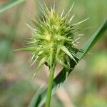 Echinaria capitata Fruit