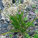 Allium angulosum Habit