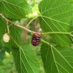 Morus rubra Fruit