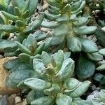 Adromischus cooperi Folha