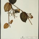 Miconia alborufescens