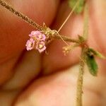 Boerhavia diffusa 花
