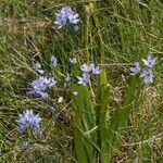 Scilla monophyllos Habit