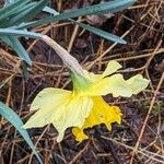 Narcissus pseudonarcissus Floro