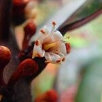 Pycnandra carinocostata Flower