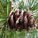 Sciadopitys verticillata Fruit