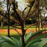 Aloe marlothii Frukto