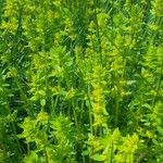 Cruciata laevipes موطن