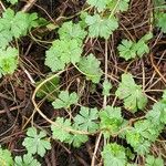 Geranium aculeolatum Leaf