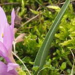 Colchicum doerfleri 叶