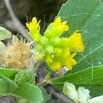 Trifolium dubium Fiore