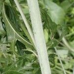 Malva alcea Bark