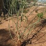 Stephanomeria diegensis Celota