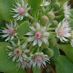 Aeonium goochiae Flower