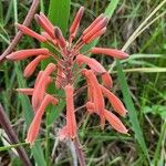 Aloe amudatensis പുഷ്പം