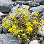 Saxifraga aizoides Vekstform