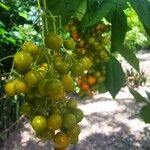 Ehretia tinifolia Fruit