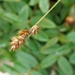 Carex pairae Fruitua