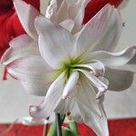 Hippeastrum reginae Blodyn