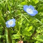 Nemophila menziesiiFlors