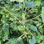 Malva neglecta Libunga