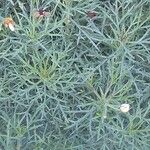 Argyranthemum foeniculaceum Levél