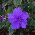 Tibouchina urvilleana 花