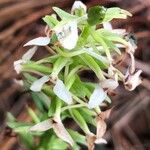 Platanthera bifolia പുഷ്പം
