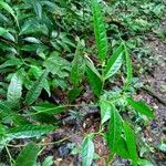 Piper eucalyptifolium Blatt