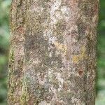 Elvasia elvasioides Bark