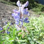 Lupinus arcticus 花