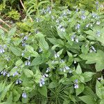 Mertensia paniculata Habit