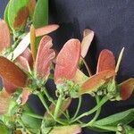 Stigmaphyllon ellipticum Otro