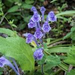 Scutellaria indica Fiore