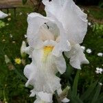 Iris albicans Virág